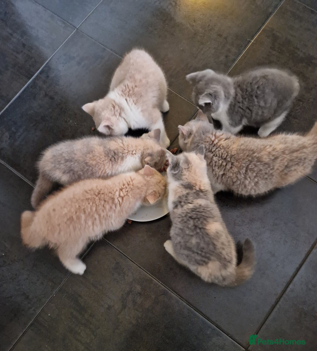 British Shorthair cats for sale: BEAUTIFUL BRITISH SHORTHAIR GCCF registered kitten - Image 13