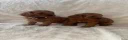 Cavapoo dogs for sale: F1 Toy Cavapoo puppies - Advert 5