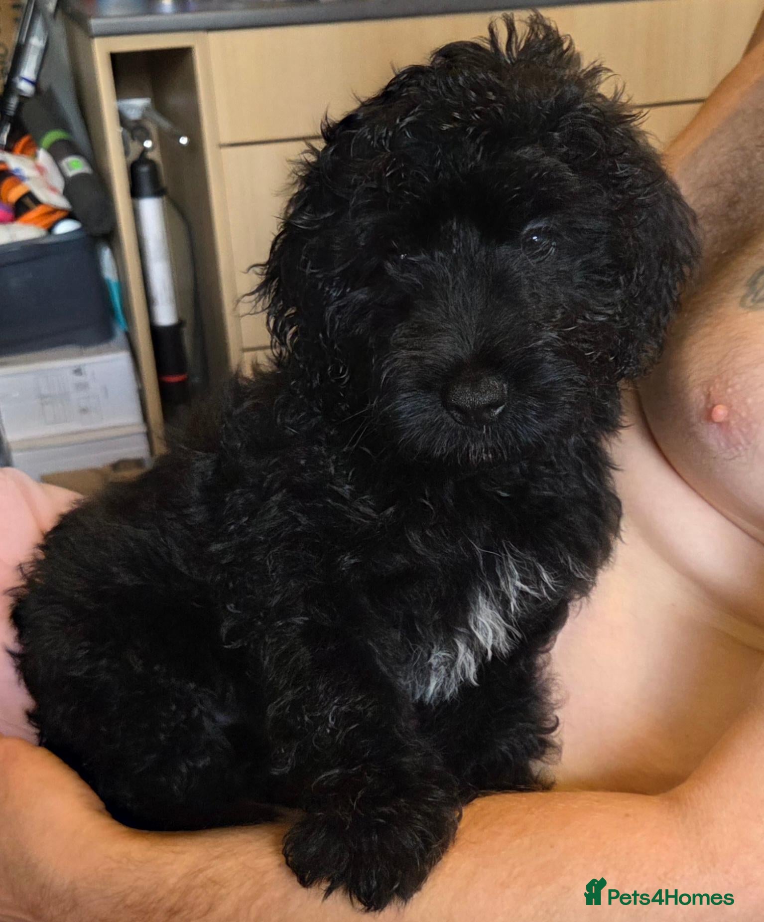 Mixed Breed dogs ONLY 1 boy LEFT. READY TO LEAVE  - Advert 13