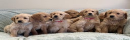 Golden Retriever dogs for sale: Quality litter of KC reg Golden Retriever Puppies  - Advert 7
