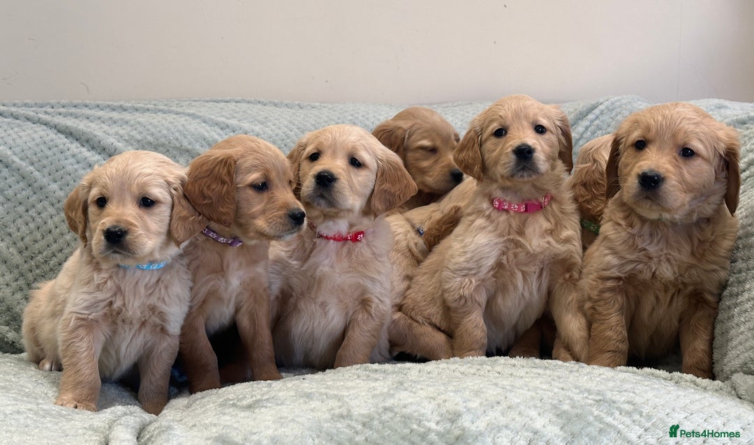 Golden Retriever dogs for sale: Quality litter of KC reg Golden Retriever Puppies  - Advert 7