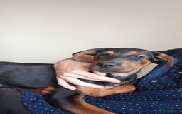 Mixed Breed dogs for sale: 2 rottweiler X German shepherd X staffie 12 weeks - Image 2