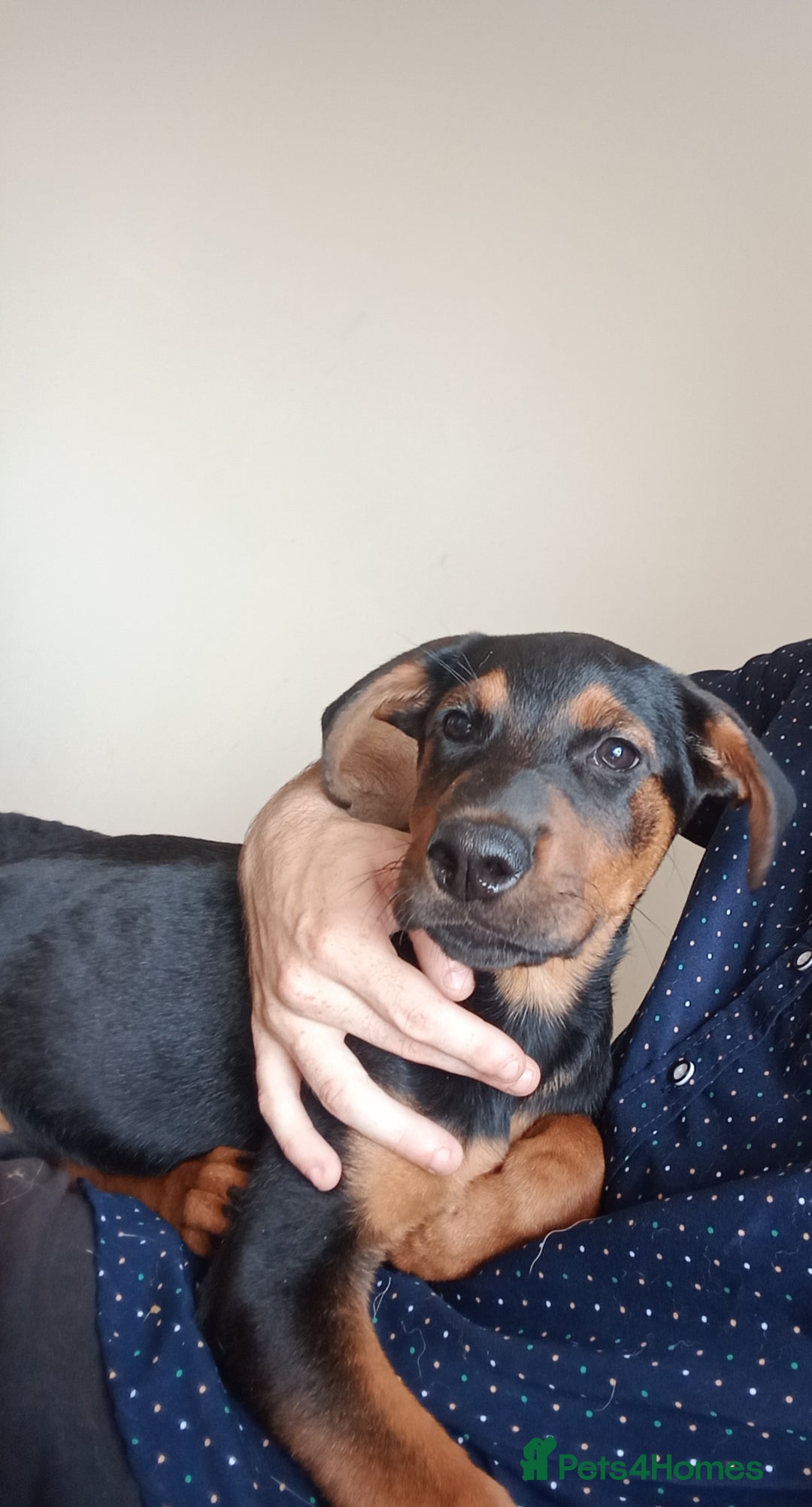 Mixed Breed dogs for sale: 2 rottweiler X German shepherd X staffie 12 weeks - Image 2