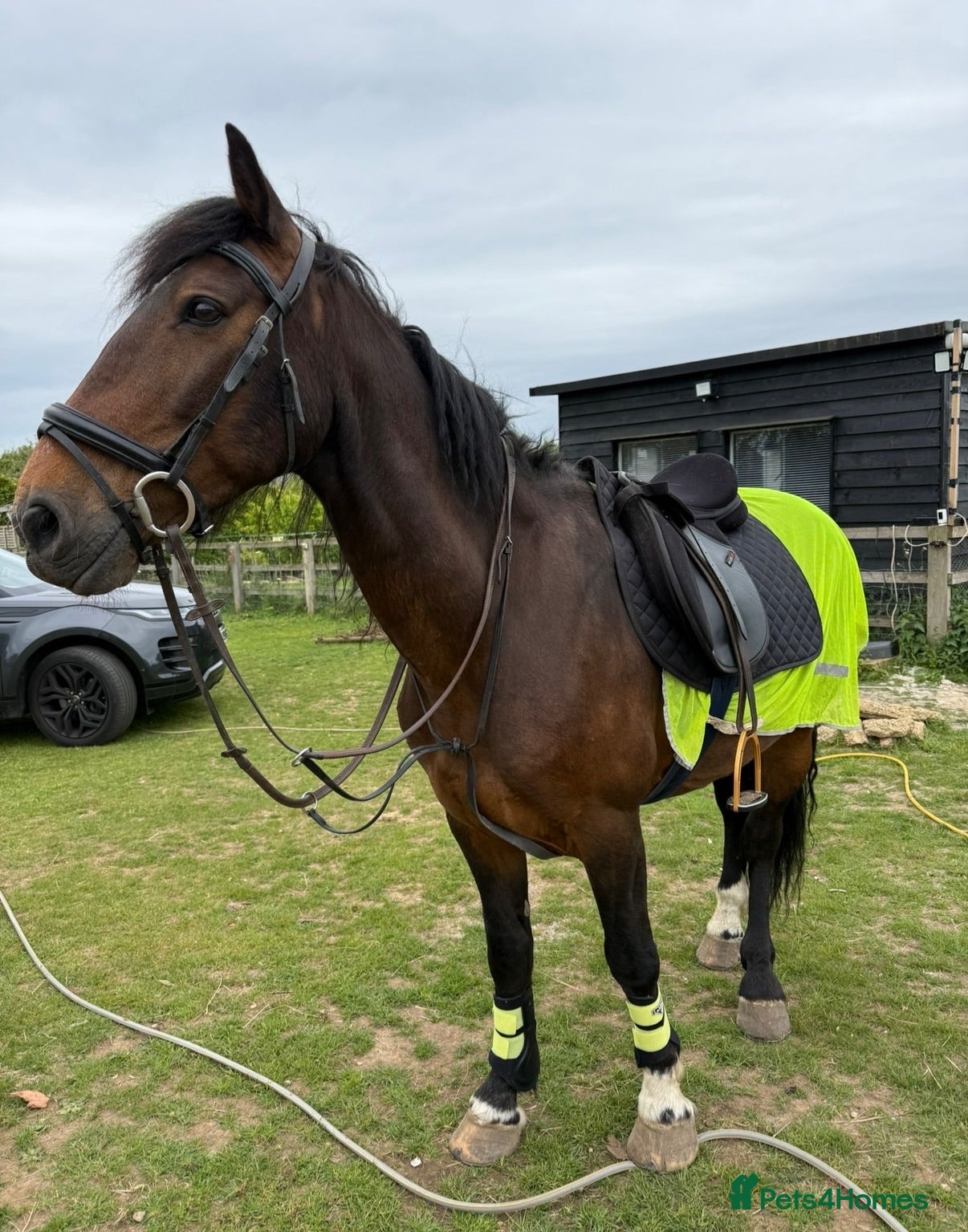 Irish Cob horses 15.2hh bomb proof hack  - Advert 1