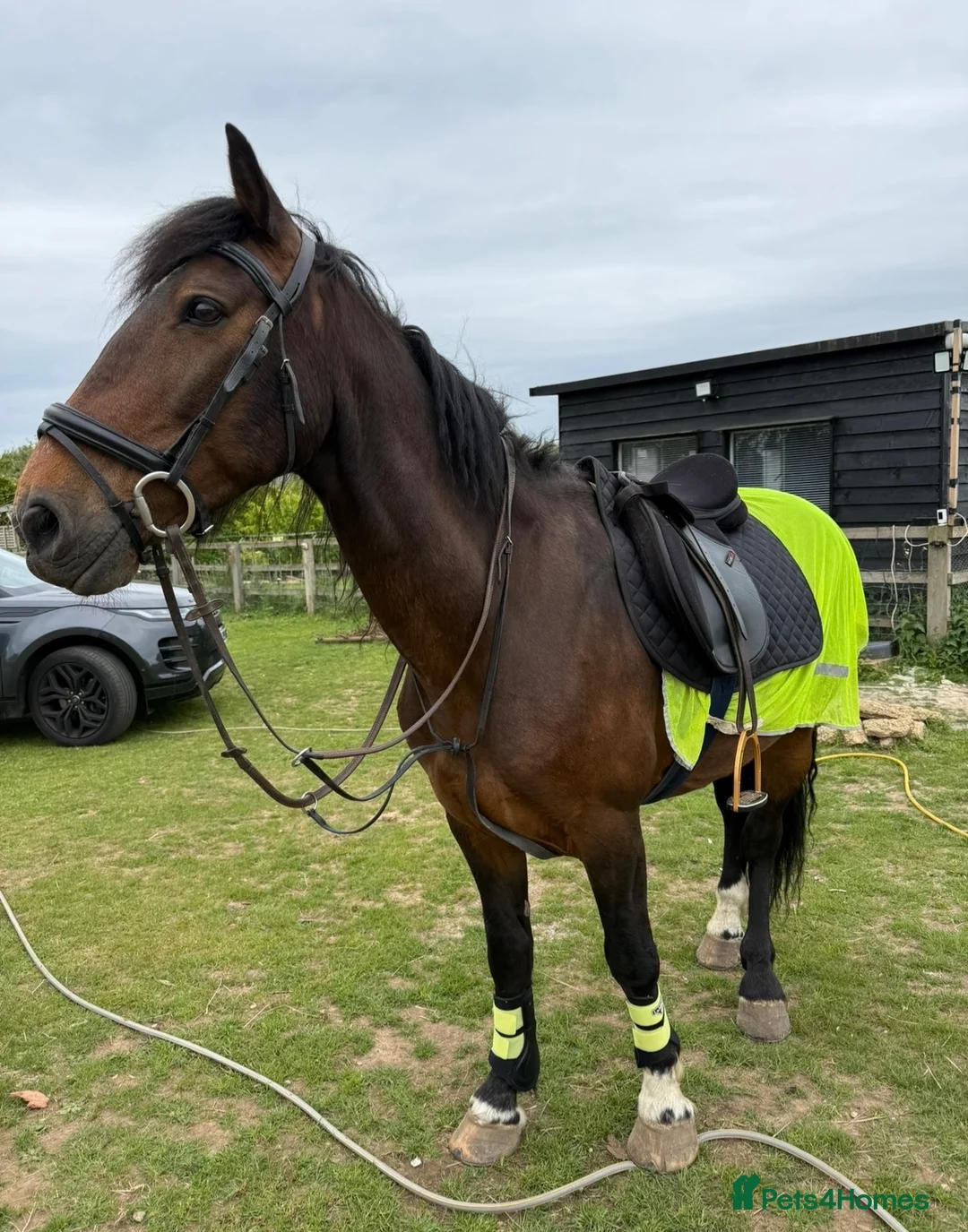 Irish Cob horses for sale: 15.2hh bomb proof hack  - Advert 1