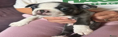Boston Terrier 4