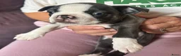 Boston Terrier dogs for sale: Boston Terriers - Advert 2