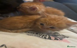 Mixed Breed cats for sale: Kittens for sale ginger boys  - Image 3