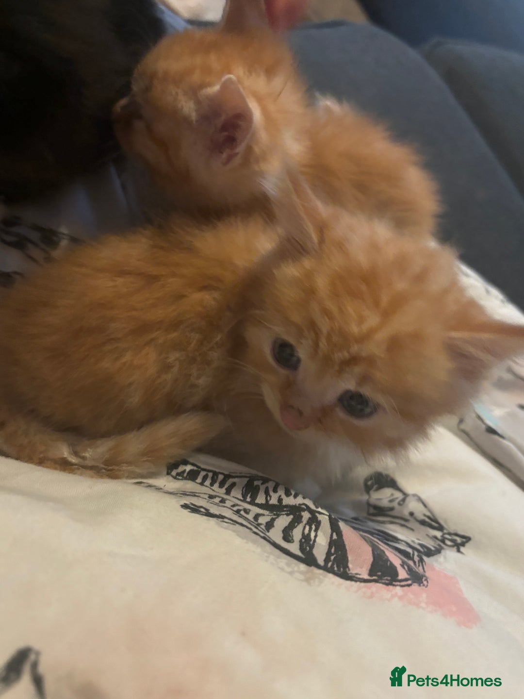 Mixed Breed cats for sale: Kittens for sale ginger boys  - Image 3