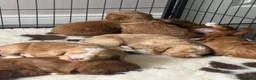 Mixed Breed dogs for sale: Stunning Australian Labradoodle Puppies  - Advert 11