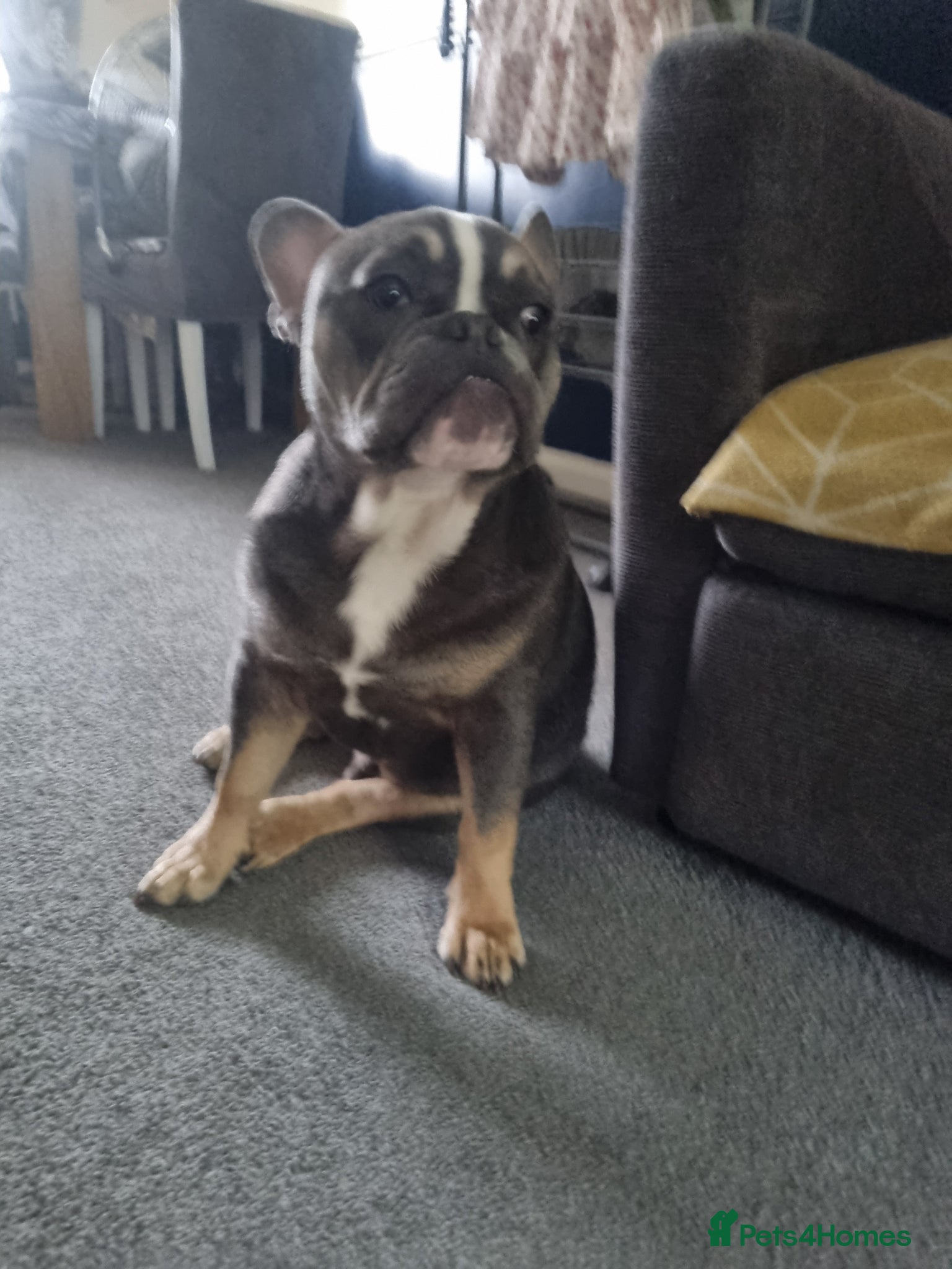 Mixed Breed dogs for sale: French/english bulldog puppy  - Advert 5