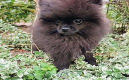 Pomeranian dogs for sale: Pom puppys with Kc reg , pedigree for sale in Taunton - Image 30