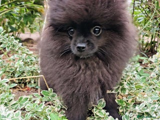 Pomeranian dogs in Taunton - Advert 12