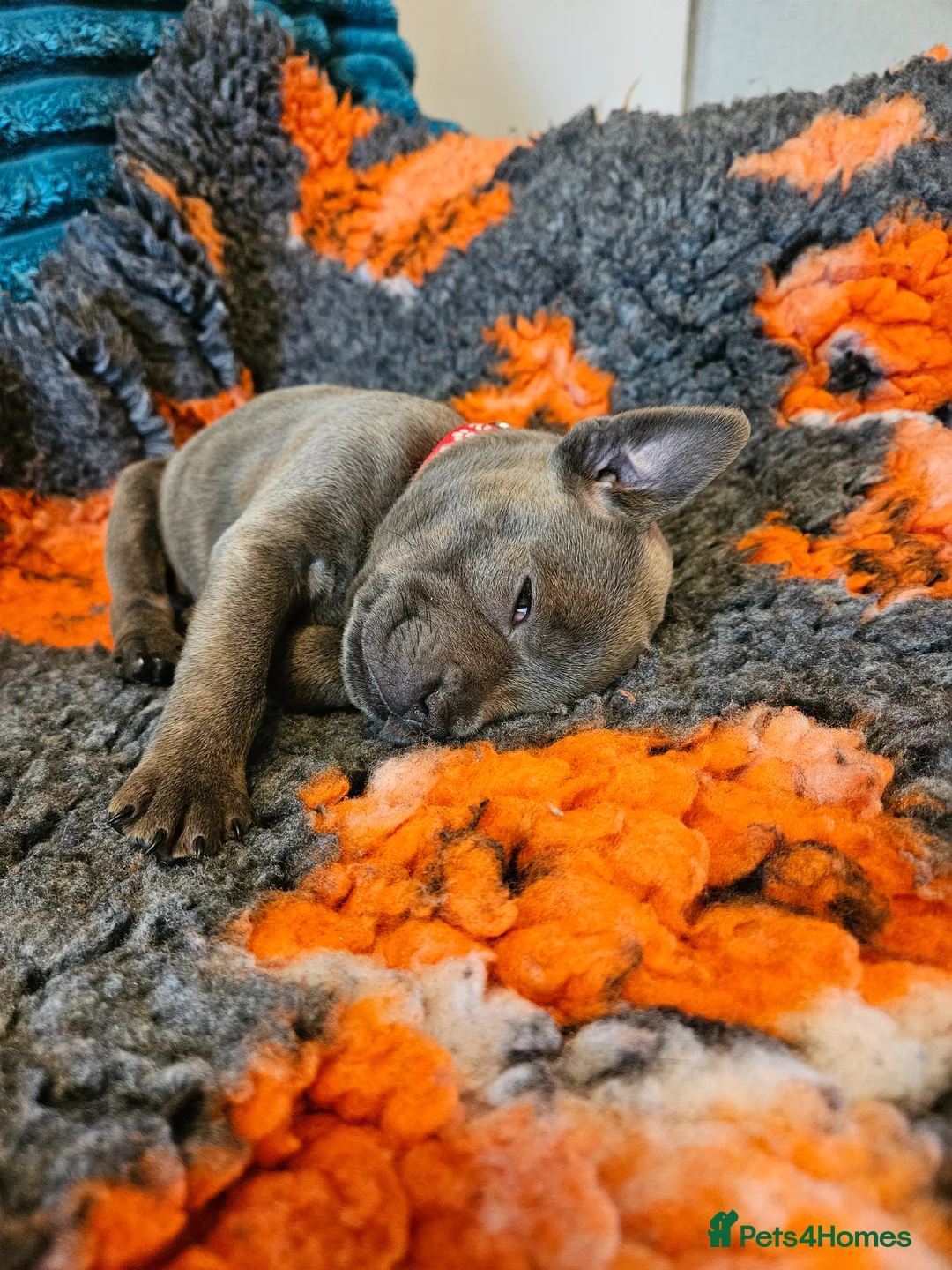Staffordshire Bull Terrier dogs for sale: Staffordshire bull terrier puppies for sale in Kilmarnock - Advert 2