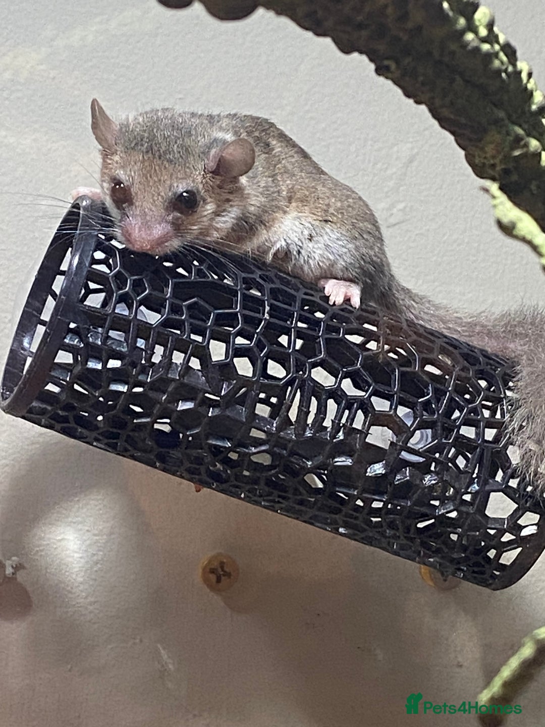 Mouse rodents for sale: Baby and adult micro squirrels  - Image 4