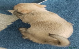 Maltipoo dogs for sale: Maltipoo - Image 11