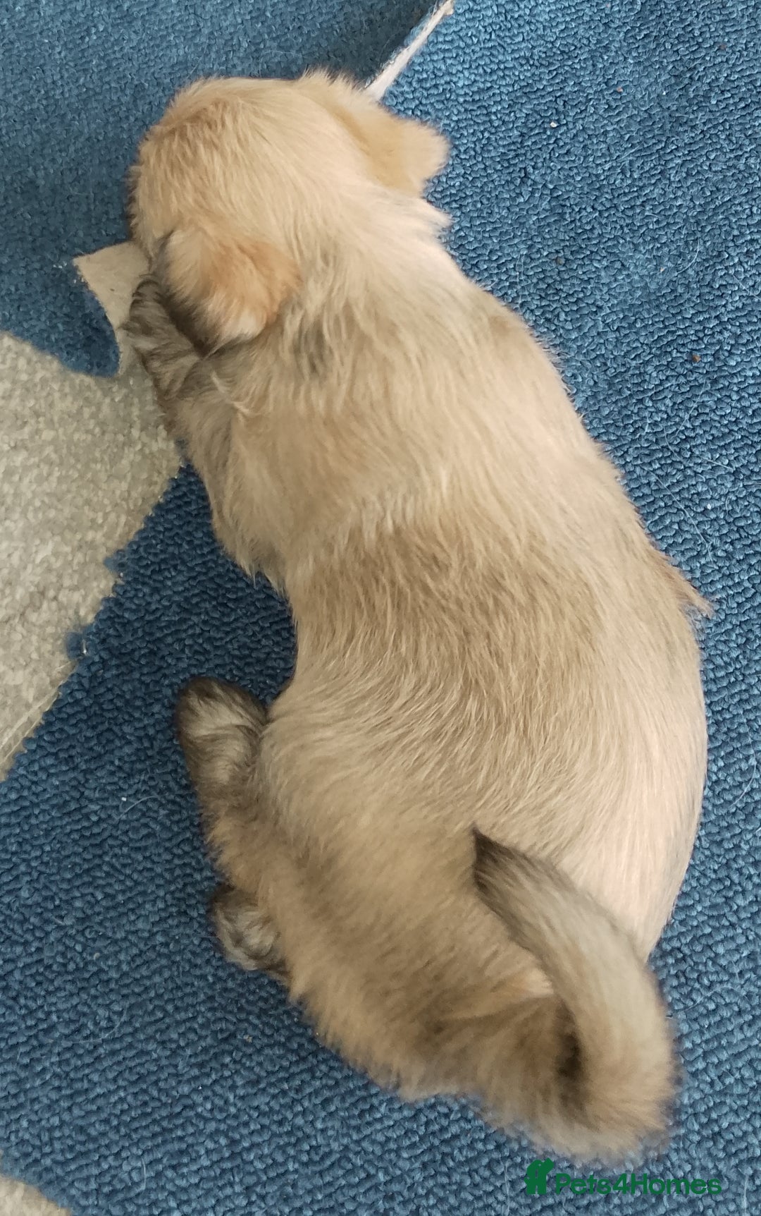 Maltipoo dogs for sale: Maltipoo - Image 11