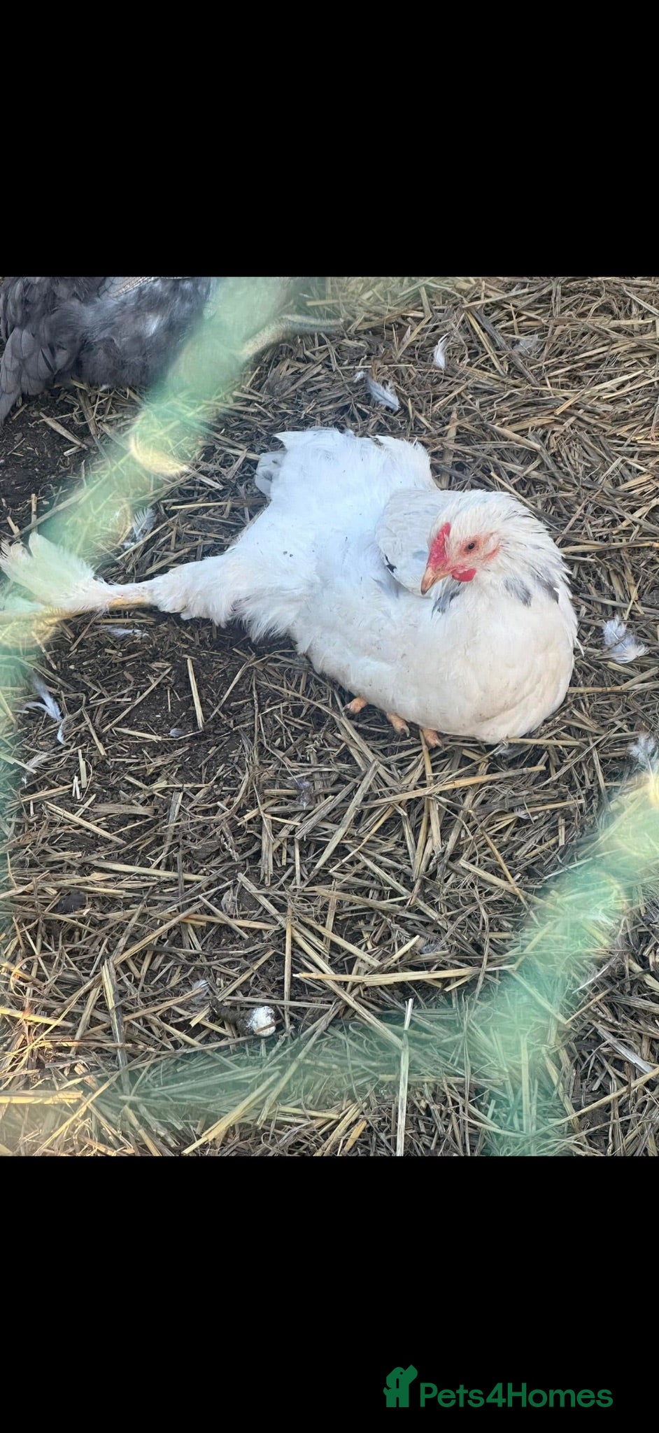 Chickens poultry Cockerel for new home - Advert 6