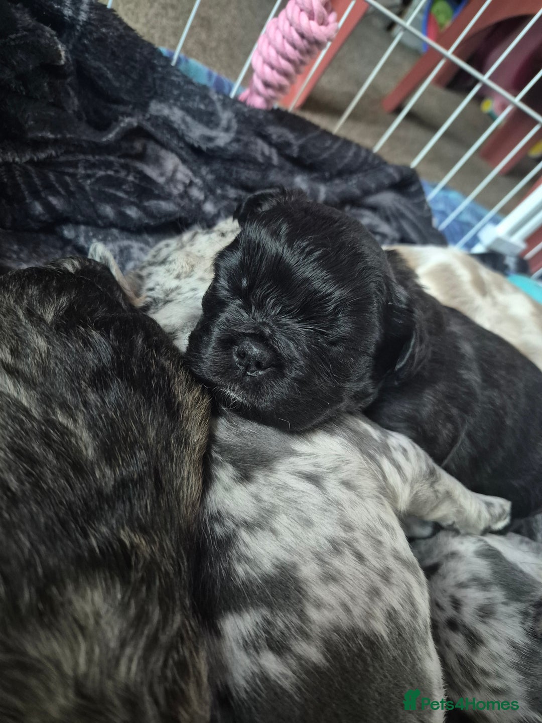French Bulldog dogs for sale: 3 female french bulldogs - Advert 9