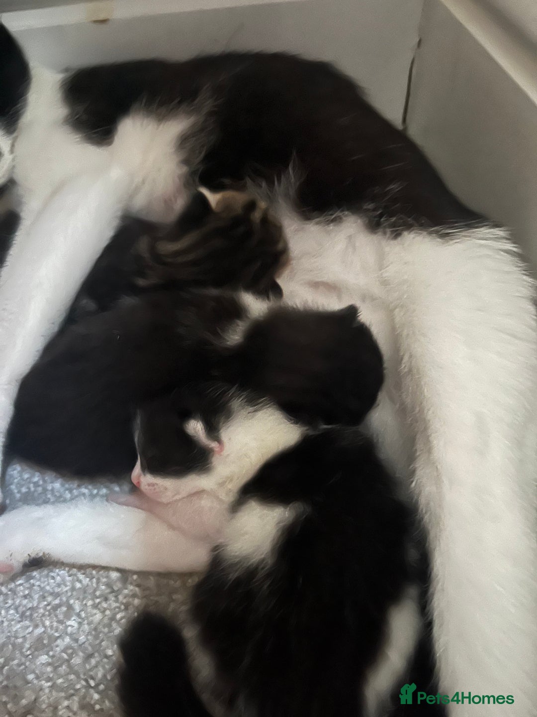 British Shorthair cats for sale: 3 beautiful kitten looking for loving homes  - Image 4