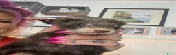 Ferret rodents for sale: Micro cross in Street - Advert 3