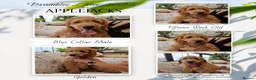 Goldendoodle dogs for sale: F1 Goldendoodle puppies ready now  - Advert 1