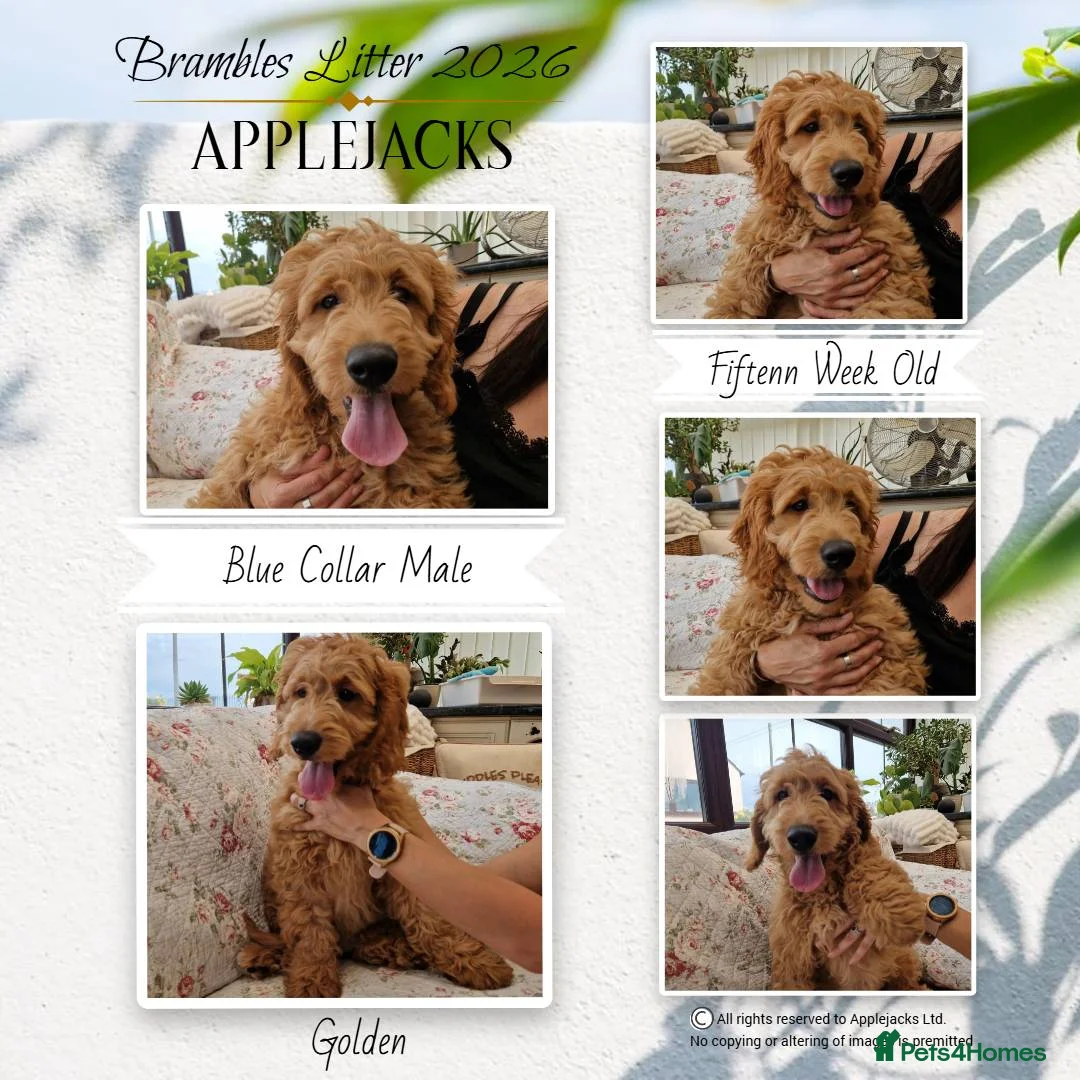 Goldendoodle dogs for sale: F1 Goldendoodle puppies ready now  - Advert 1