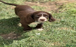 Cocker Spaniel dogs for sale: Stunning cocker pups  - Image 6