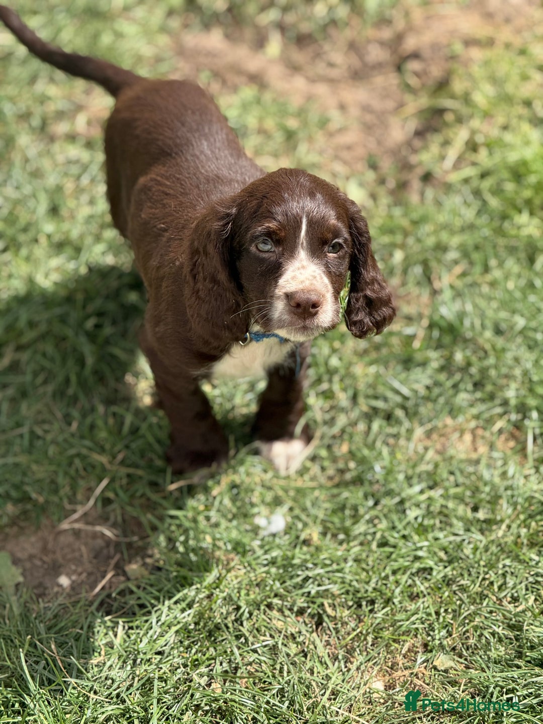 Cocker Spaniel dogs for sale: Stunning cocker pups  - Image 6