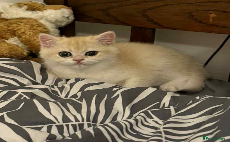 British Shorthair cats - Advert 16