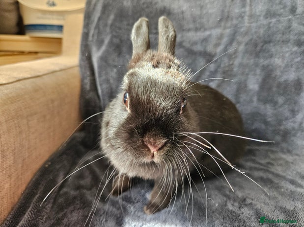 Netherland Dwarf rabbits - Advert 3