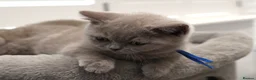 British Shorthair cats for sale: Beautiful Pure Breed ✨ British Shorthair Kittens ⭐ - Advert 34