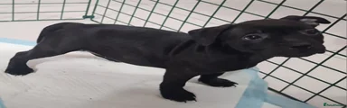Staffordshire Bull Terrier 3