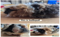 Guinea Pig rodents for sale: Boys boys boys  - Image 2