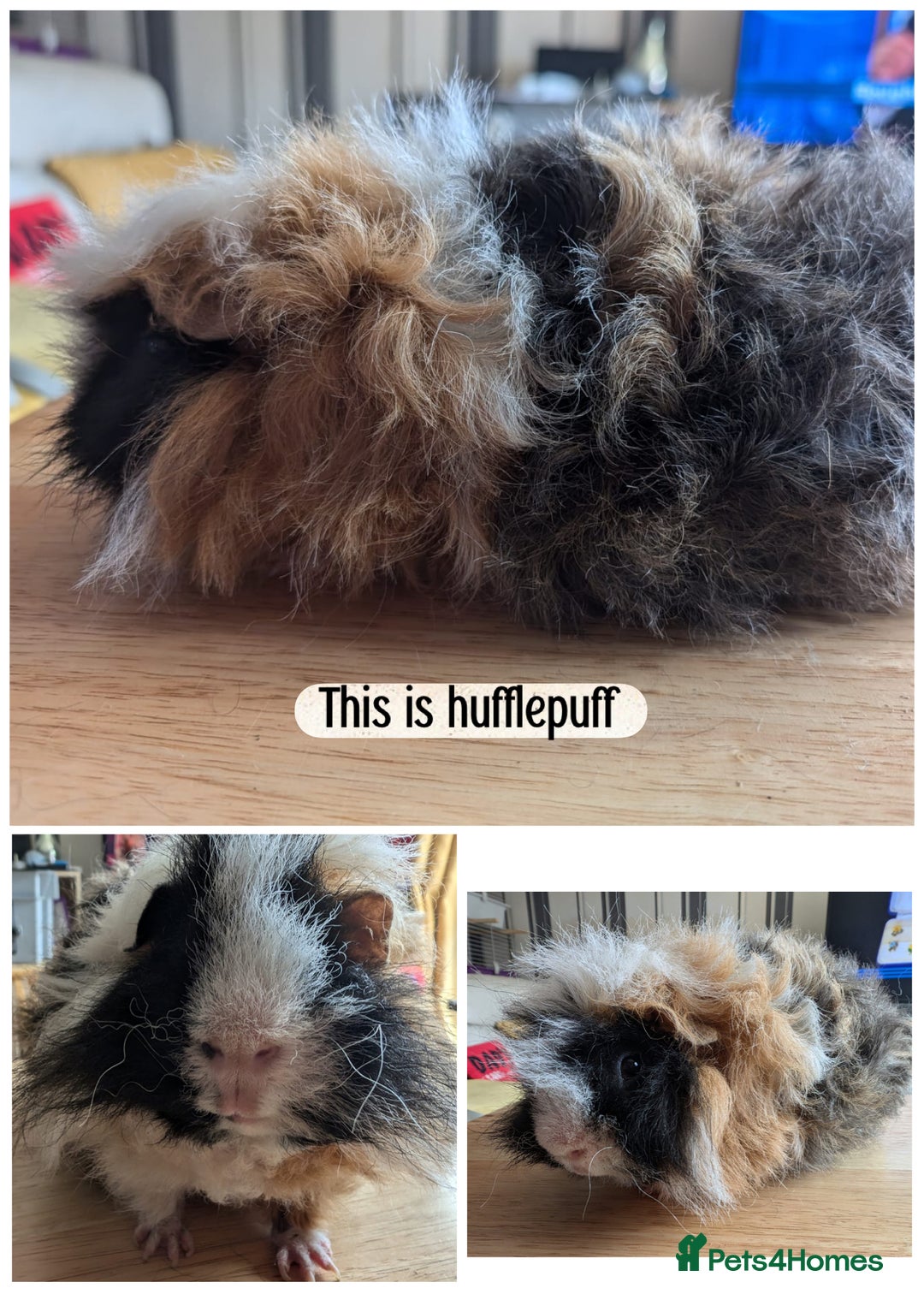 Guinea Pig rodents for sale: Boys boys boys  - Image 2
