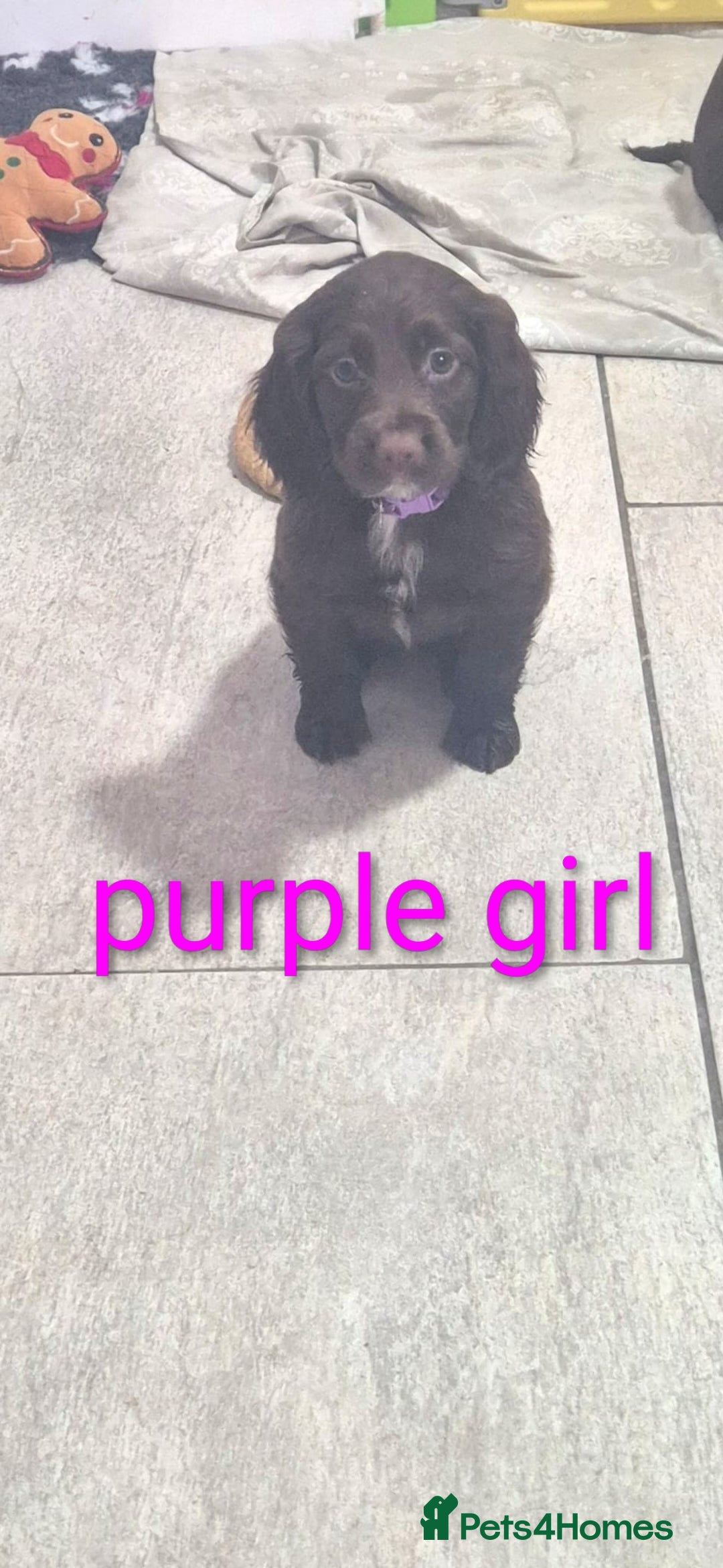 Cocker Spaniel dogs for sale: Working cocker puppies for sale  - Advert 5