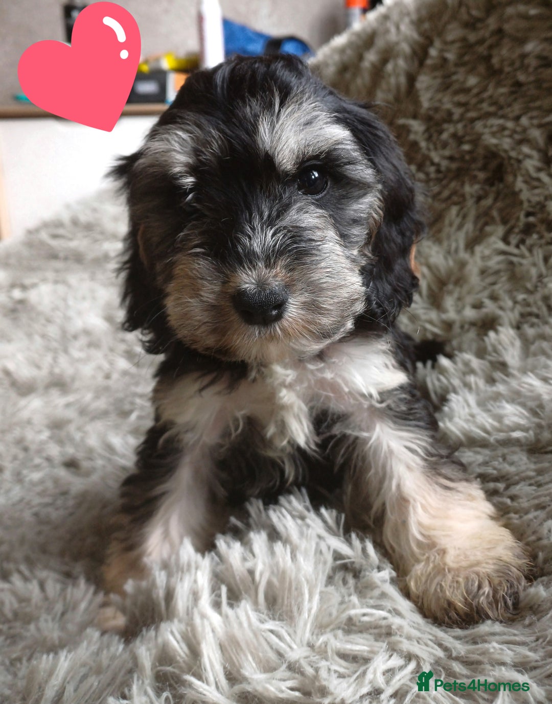 Cockapoo dogs for sale: COCKAPOOS F1b ready to go - Image 7