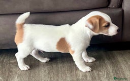 Jack Russell dogs for sale: Jack Russell terrier  - Image 3