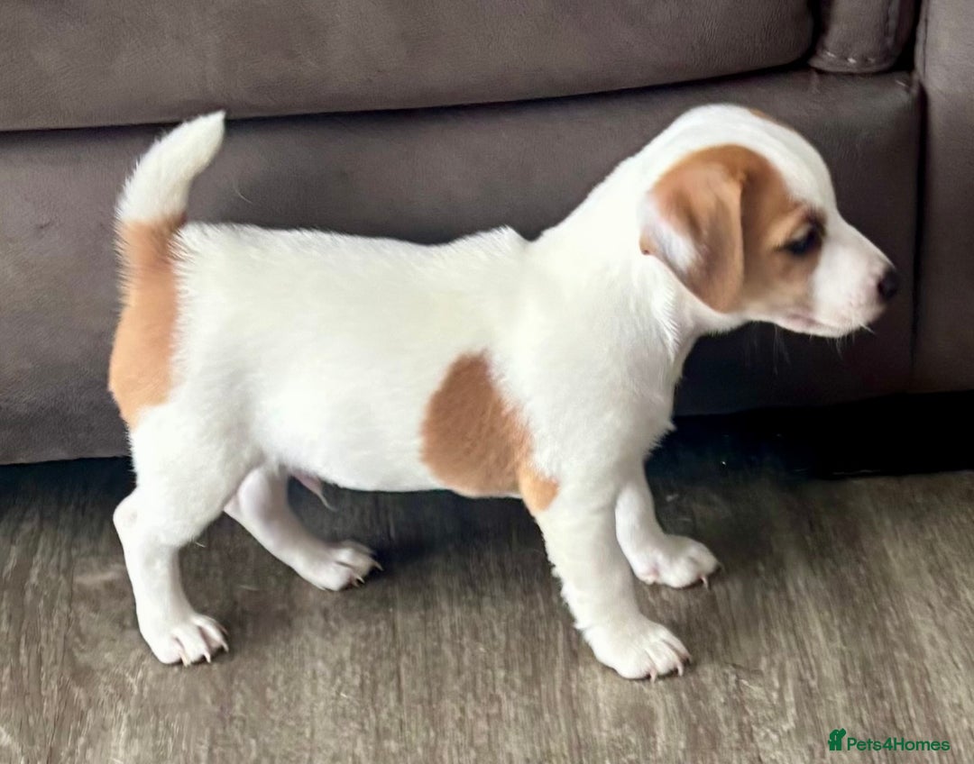 Jack Russell dogs for sale: Jack Russell terrier  - Image 3