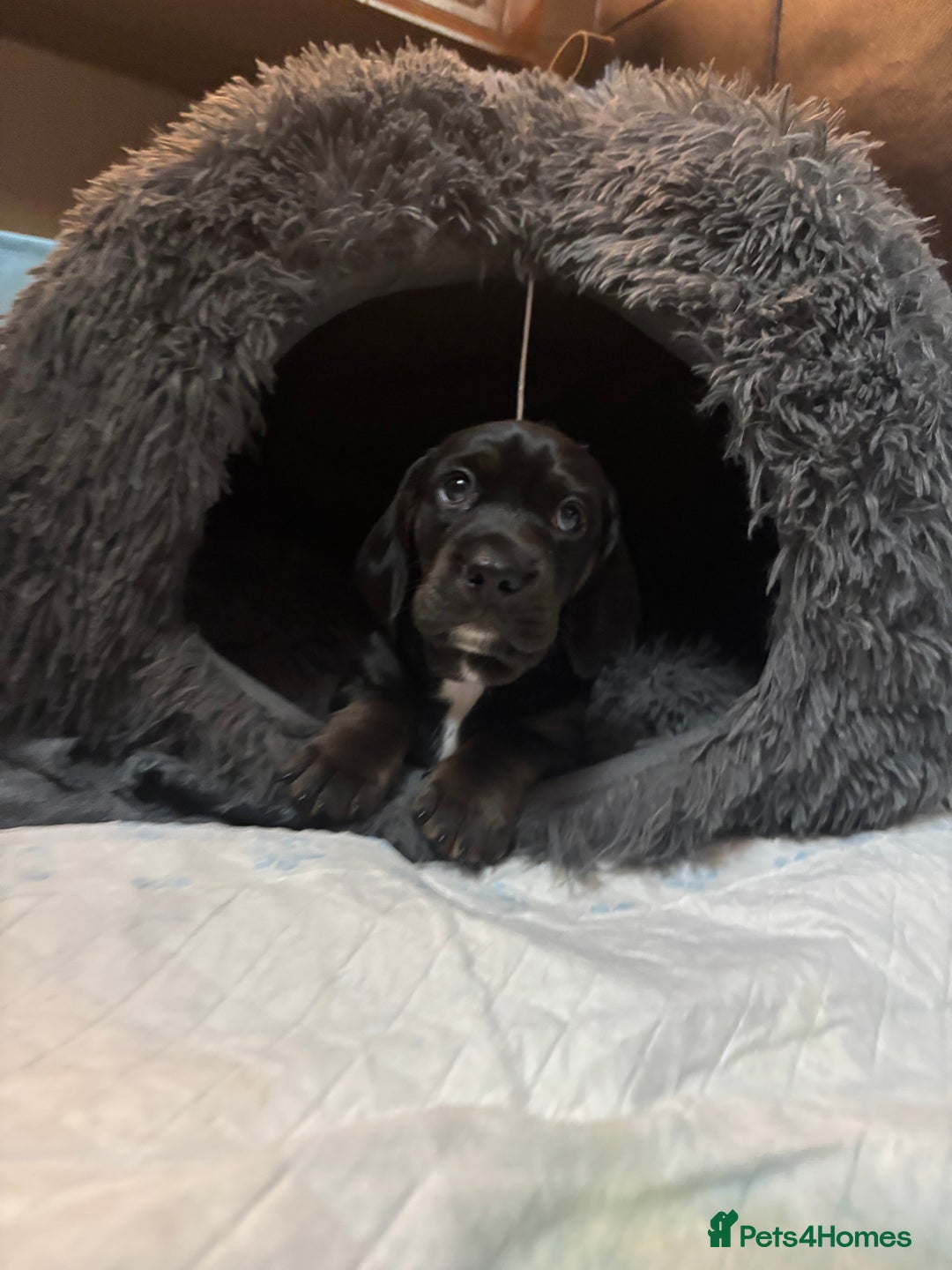 Mixed Breed dogs for sale: Miniature dachshunds puppies - Advert 10