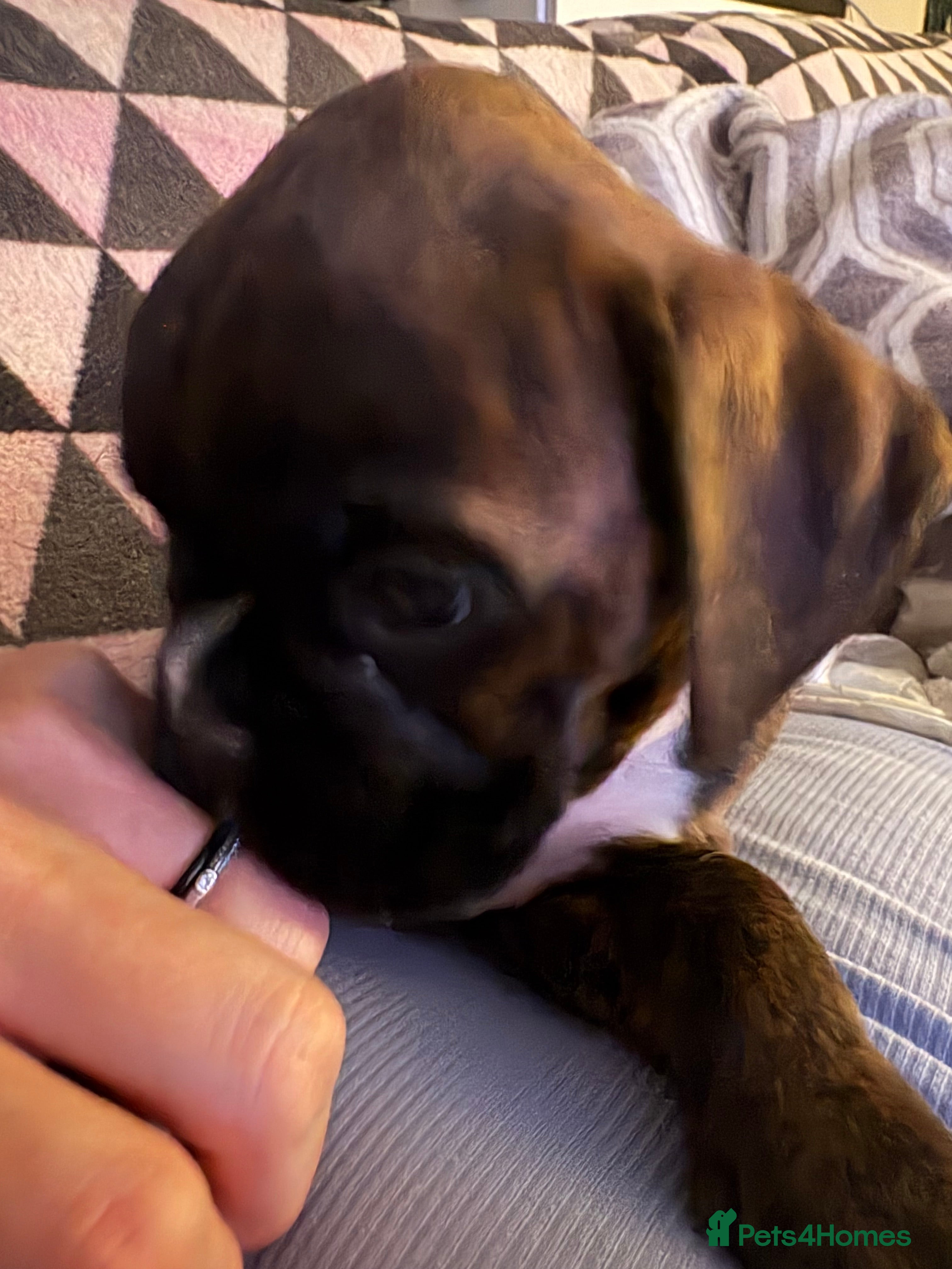 Boxer dogs LAST 2 KC girls available  - Advert 2