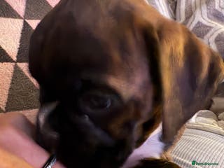 Boxer dogs LAST 2 KC girls available - Advert 4