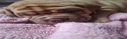 Mixed Breed dogs for sale: Muscle mastiff puppies  - Advert 8