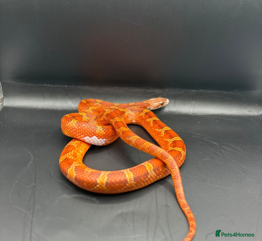 Corn Snake reptiles for sale: Baby cornsnakes for sale - Image 1