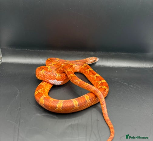 Corn Snake reptiles Baby cornsnakes for sale - Advert 2