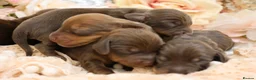 Miniature Dachshund dogs for sale: KC Miniature Dachshund Puppies - Advert 5