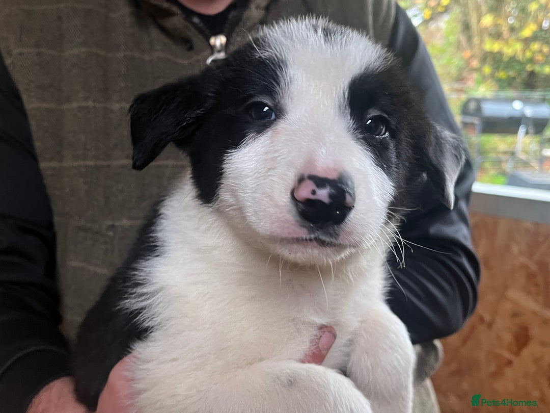 Border Collie dogs for sale: Border collie puppies  - Image 4