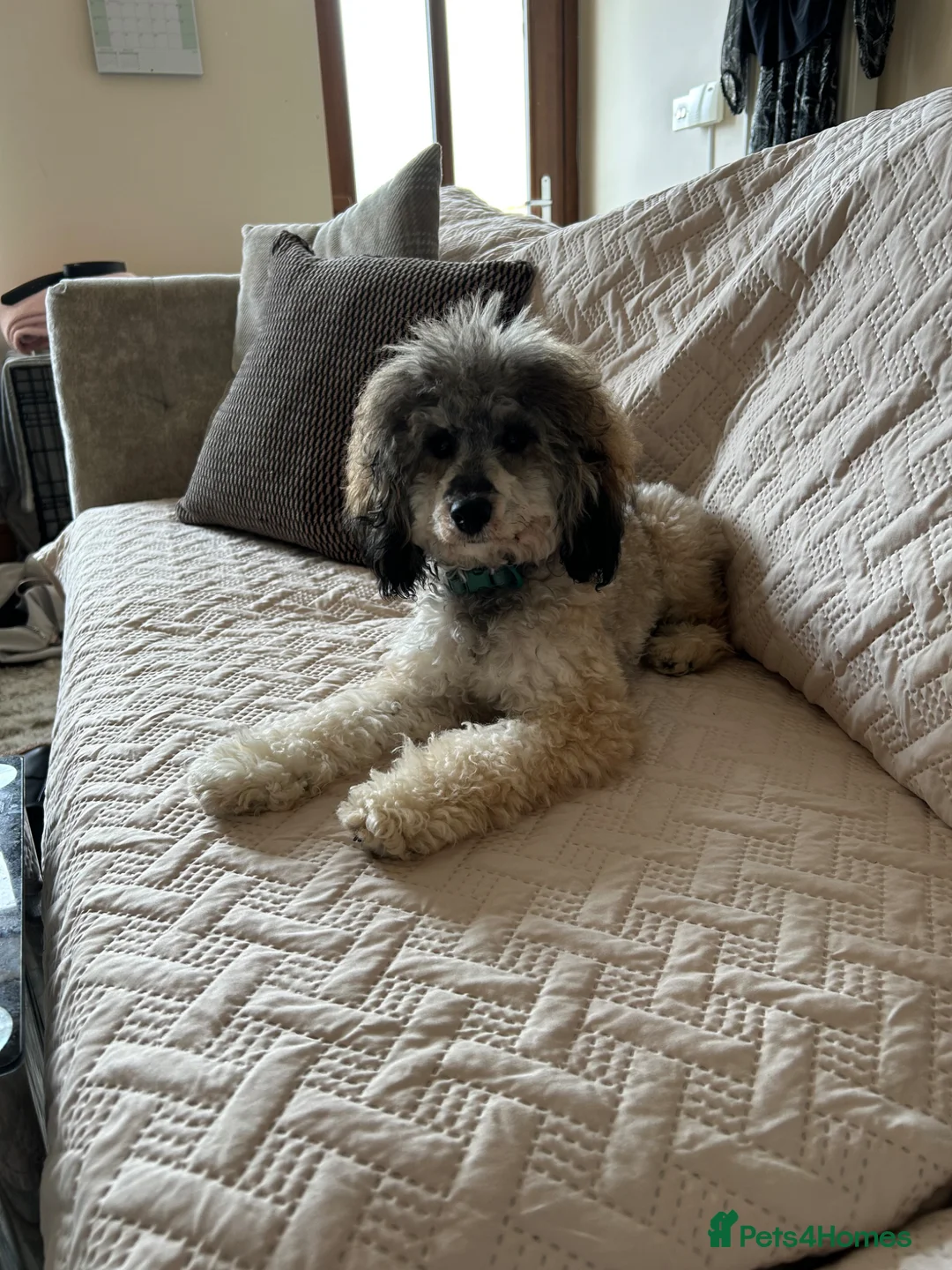 Toy Poodle dogs for sale: Male Sable Toy Poodle - Advert 2