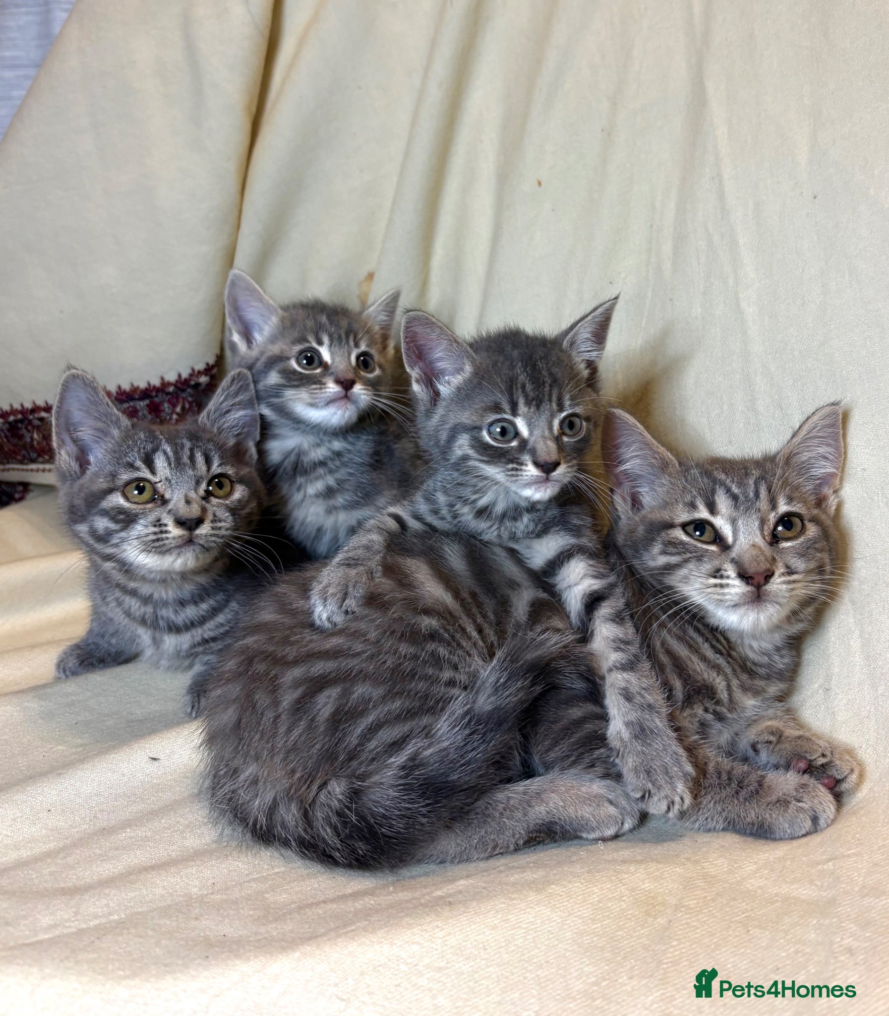 Mixed Breed cats 4 Kittens ready to leave now - Advert 10