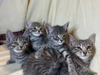 Mixed Breed cats 4 Kittens ready to leave now - Advert 10